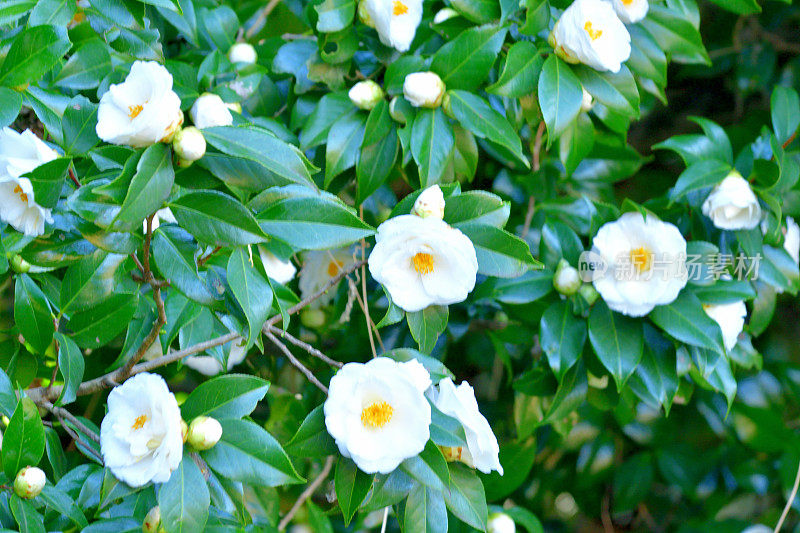 山茶花/日本山茶花花:红色，粉红色和白色